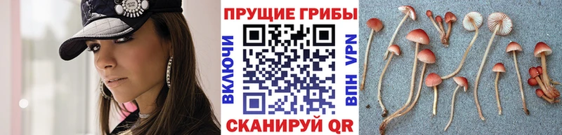 Галлюциногенные грибы MAGIC MUSHROOMS  Купить закладки  Бабаево 